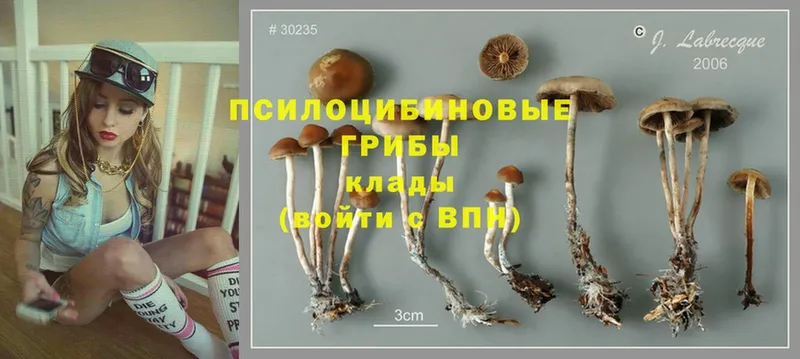 Галлюциногенные грибы MAGIC MUSHROOMS  Дигора 